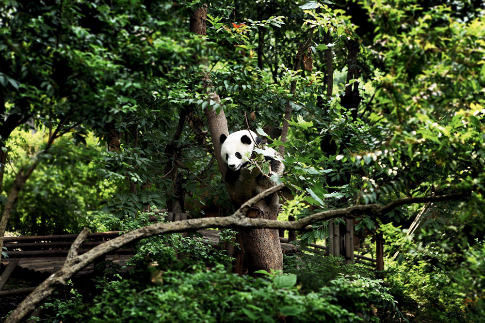 Sino-Ocean Taikoo Li Chengdu - China ChengDu Tours, Chengdu Panda Volunteer  Program